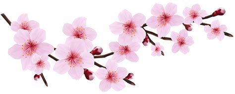 flowering tree clip art|free cherry blossom clip art.